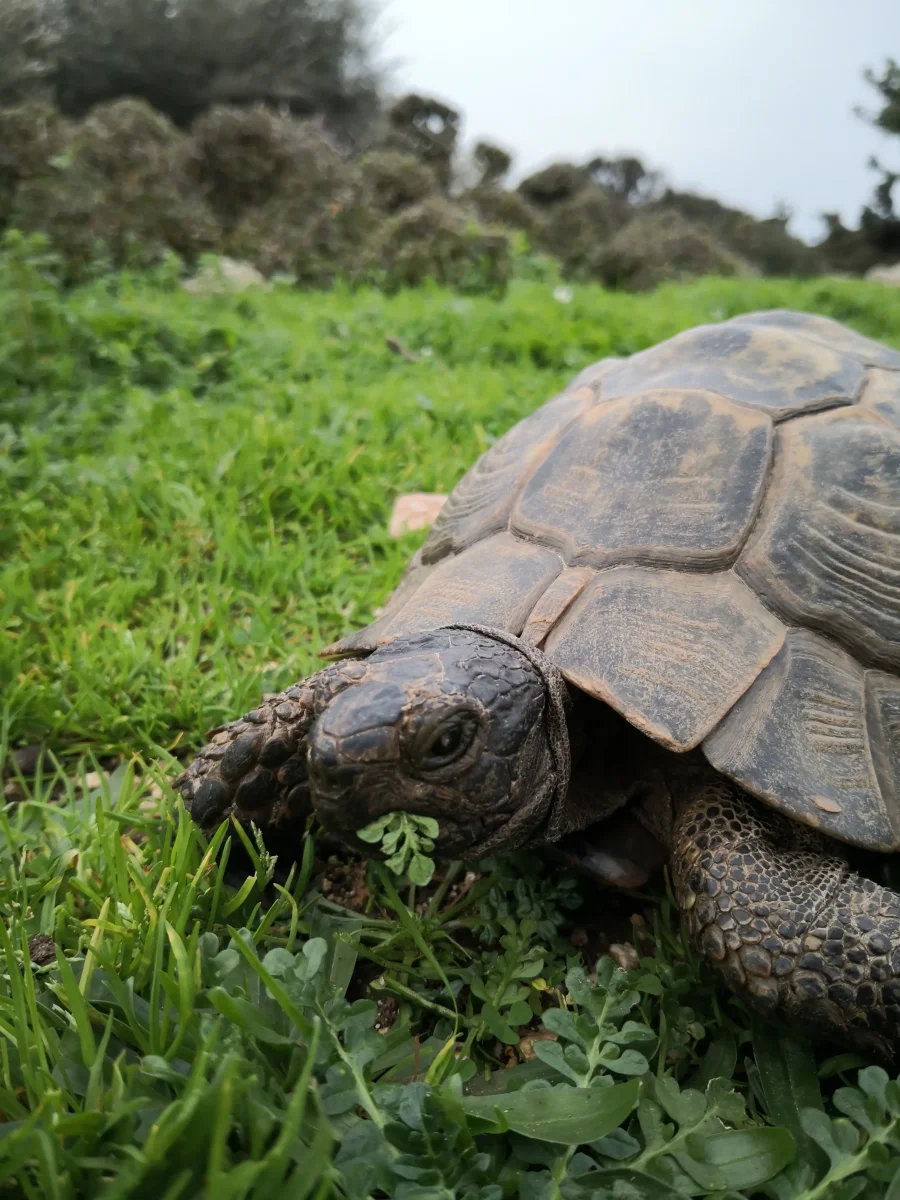 Turtle Hiking Tour